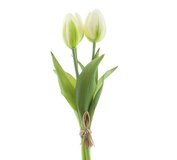 Tulipán Sally 3x krém 25cm